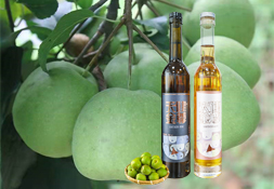 果酒变酸,是哪种微生物作用的结果?