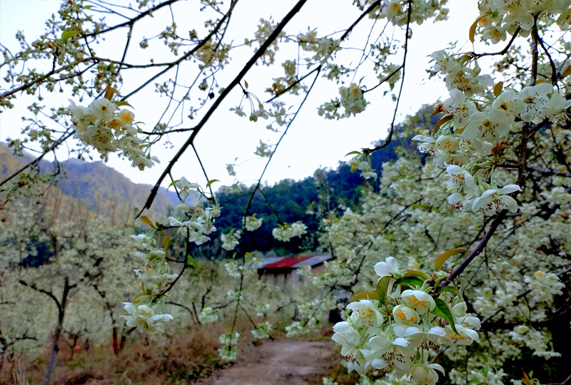 种植基地8