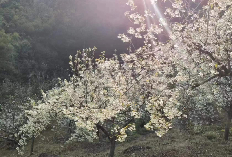 种植基地10