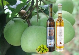 果酒变酸,是哪种微生物作用的结果?