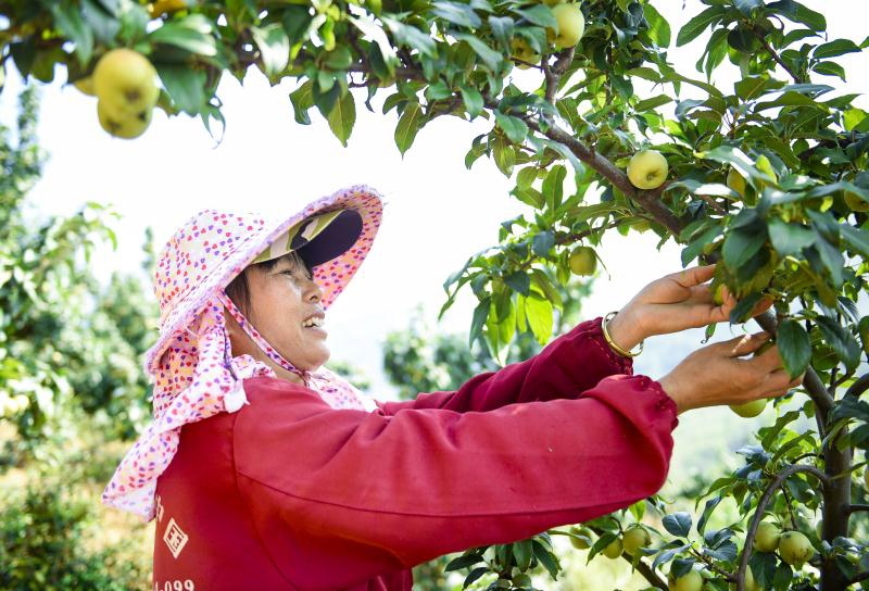 原料大山楂果有什么营养价值