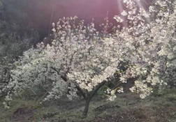  品味酸甜，品质相伴的山楂果醋山楂醋
