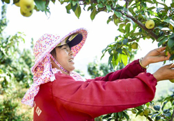  品质保证，值得信赖的山楂果醋加盟代理

