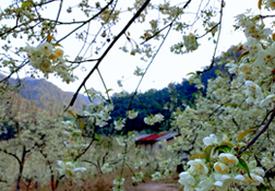 山楂果酒果活力迸发的滋味之选三明加盟代理
